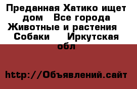 Преданная Хатико ищет дом - Все города Животные и растения » Собаки   . Иркутская обл.